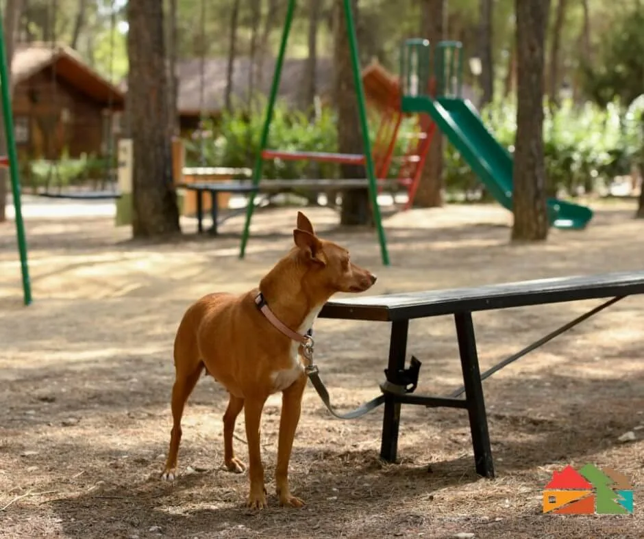 perro en zona infantil y de juegos al aire libre en las cabañas rurales valle del cabriel, alojamiento pet friendly