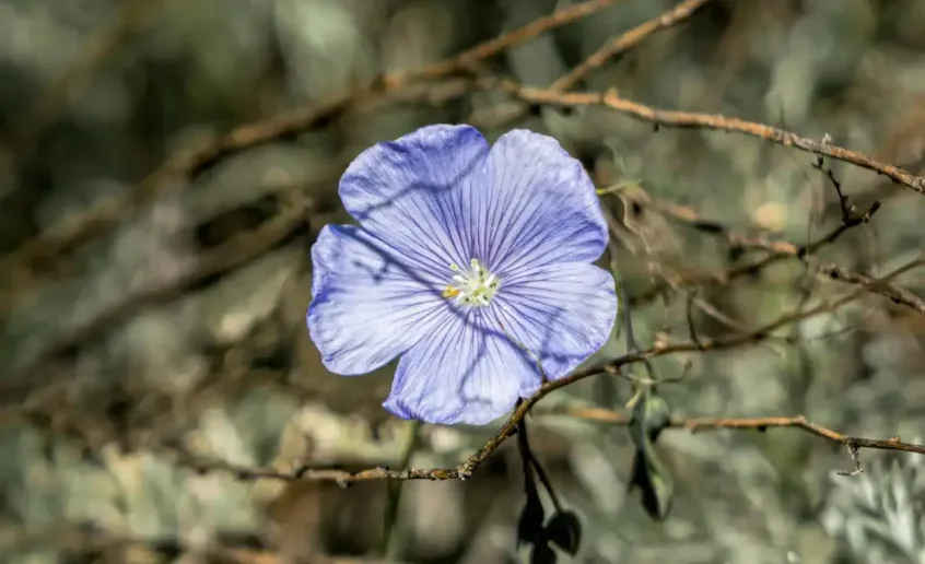 flor silvestre morada en primer plano dentro del entorno natural del valle del cabriel