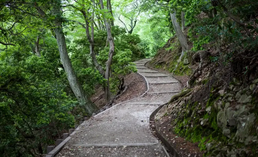 sendero de montaña rodeado de árboles y naturaleza en el valle del cabriel, ideal para rutas de senderismo